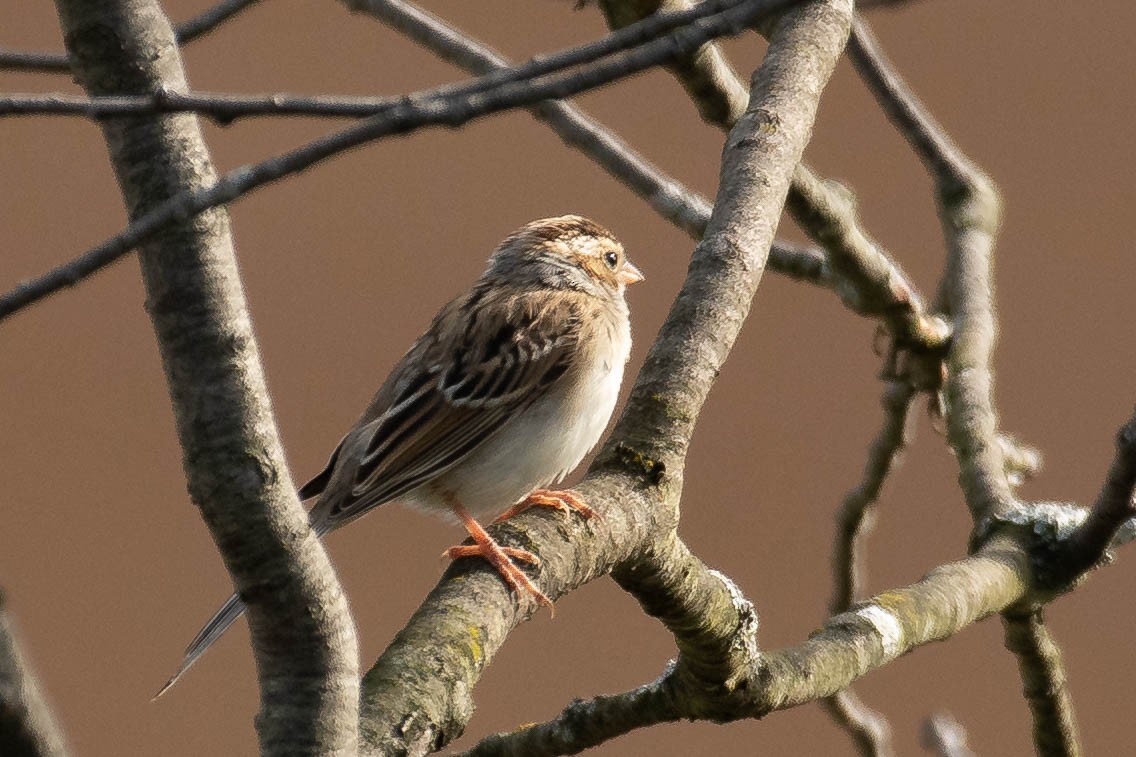 Clay-colored Sparrow - ML379752611