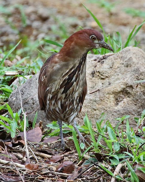 Japanese Night Heron - ML379753111