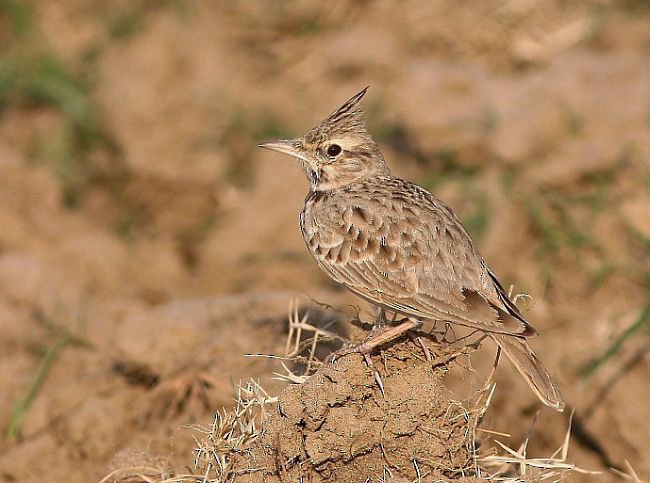 Согсоот болжмор - ML379753791