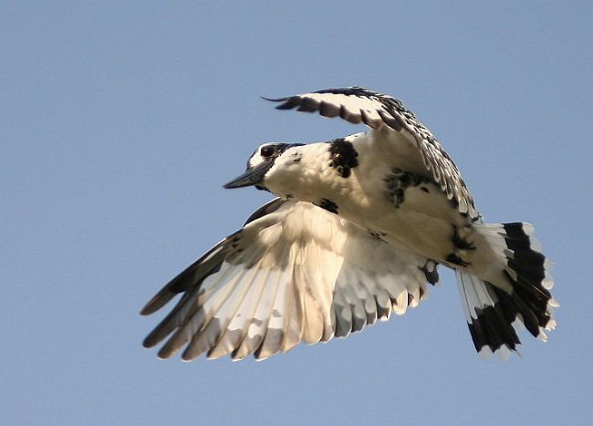 Pied Kingfisher - ML379754131