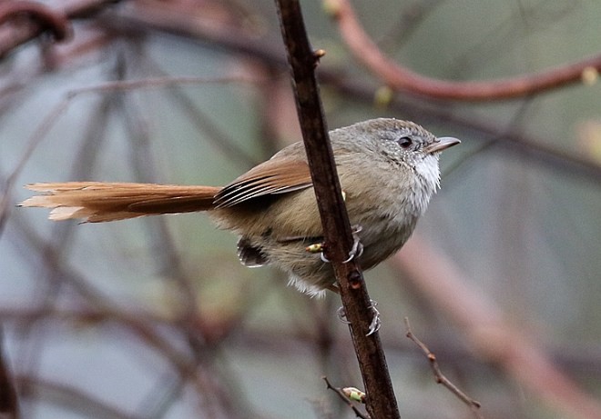 Rufous-tailed Babbler - ML379754181