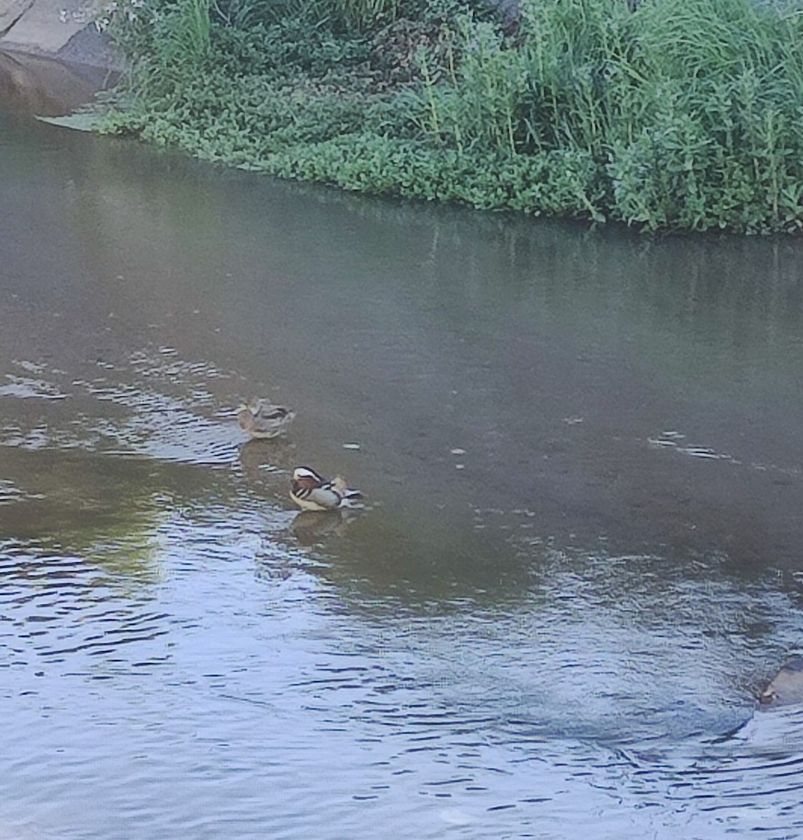 Mandarin Duck - ML379754621