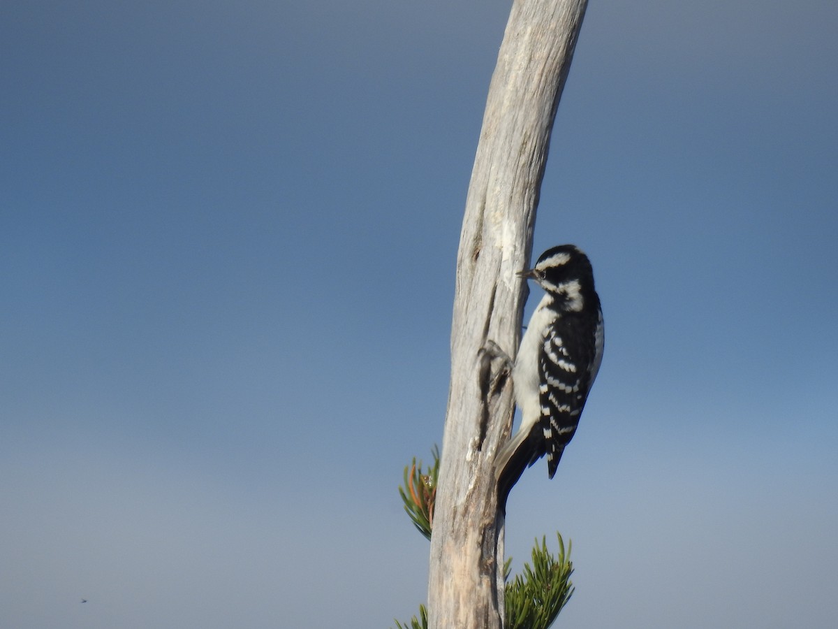 Hairy Woodpecker - ML37975591