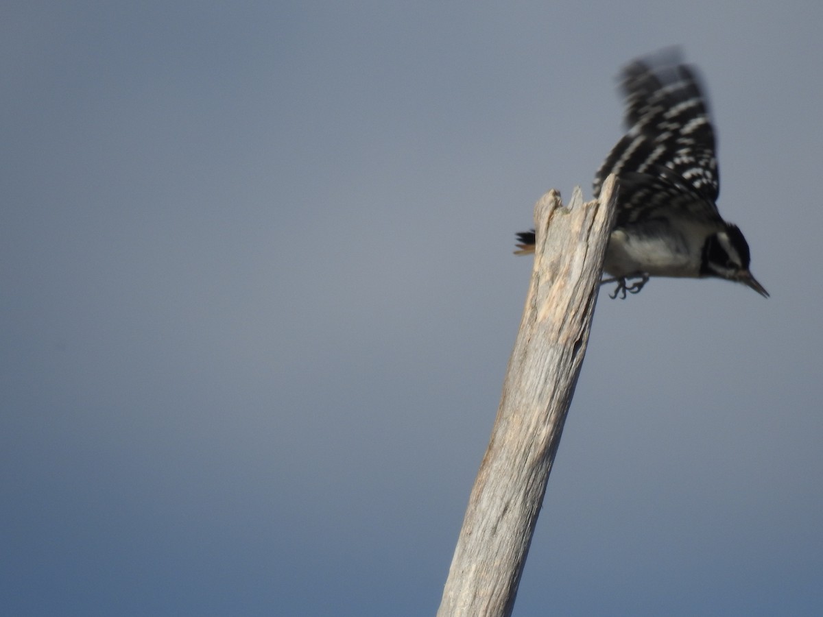 Hairy Woodpecker - ML37975601