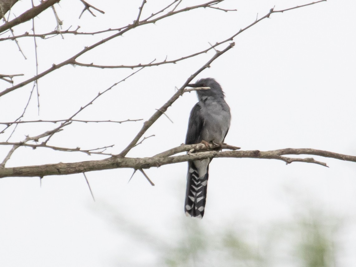 Gray-bellied Cuckoo - ML379756091