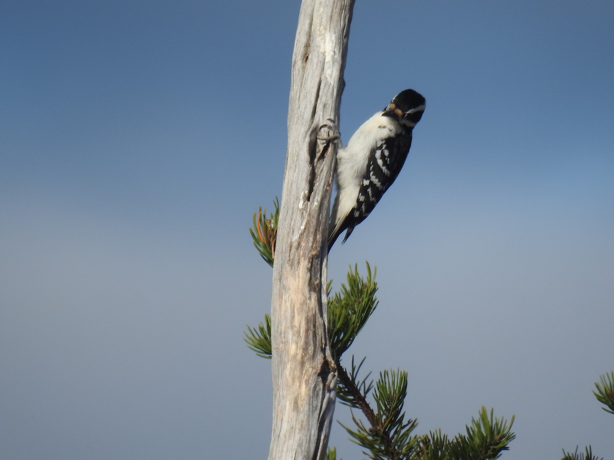 Hairy Woodpecker - ML37975621