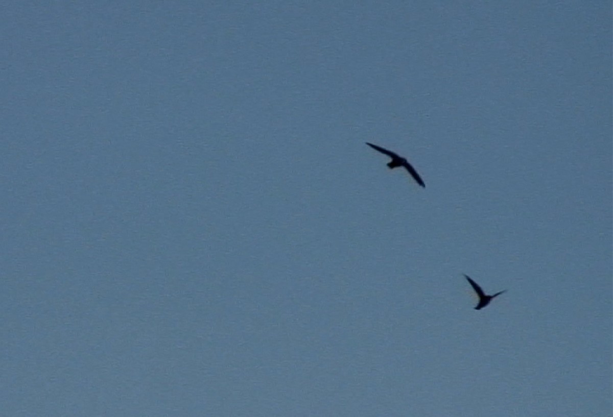 White-rumped Swift - Josep del Hoyo