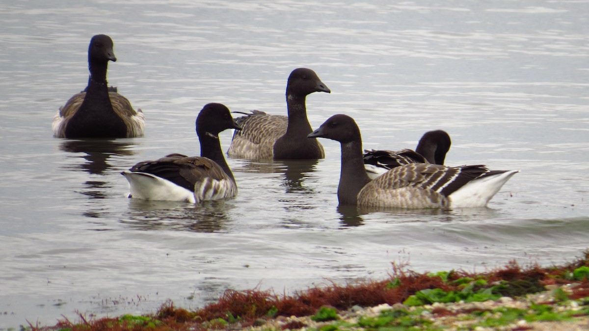 Brant - ML37975751