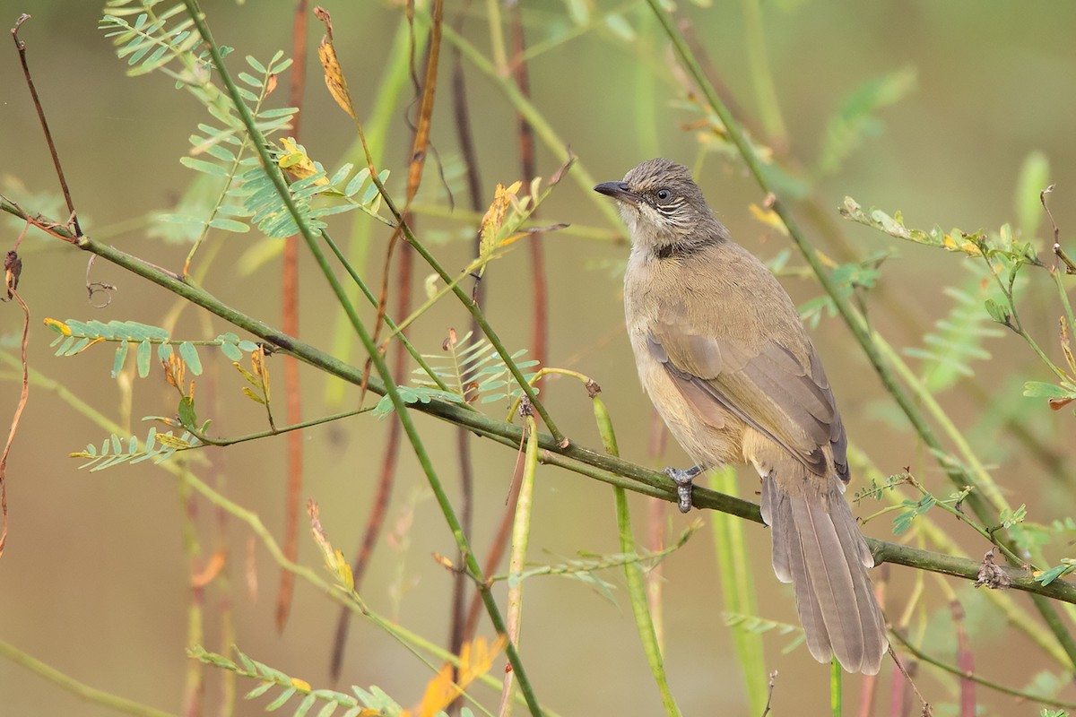 Streak-eared Bulbul - ML379757621