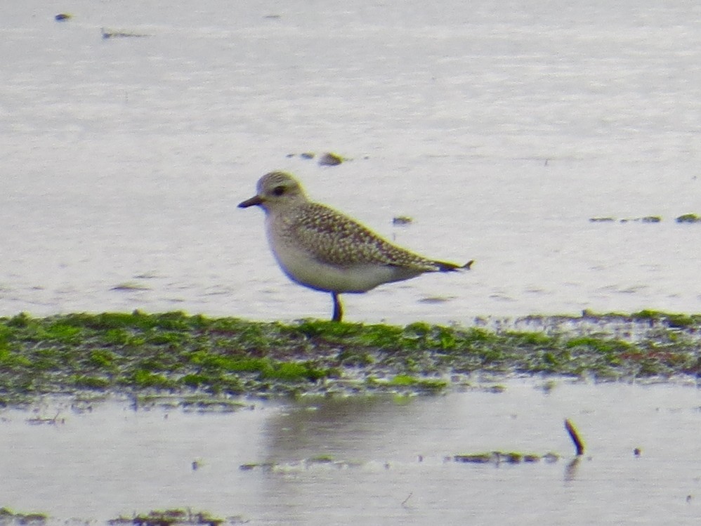 Black-bellied Plover - ML37975791