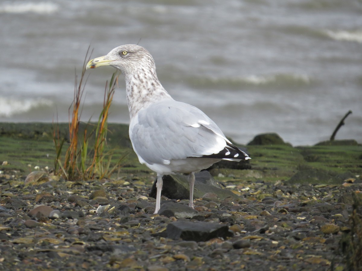 American Herring Gull - G & B
