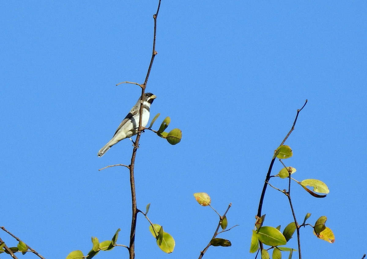 Double-collared Seedeater - ML379759561