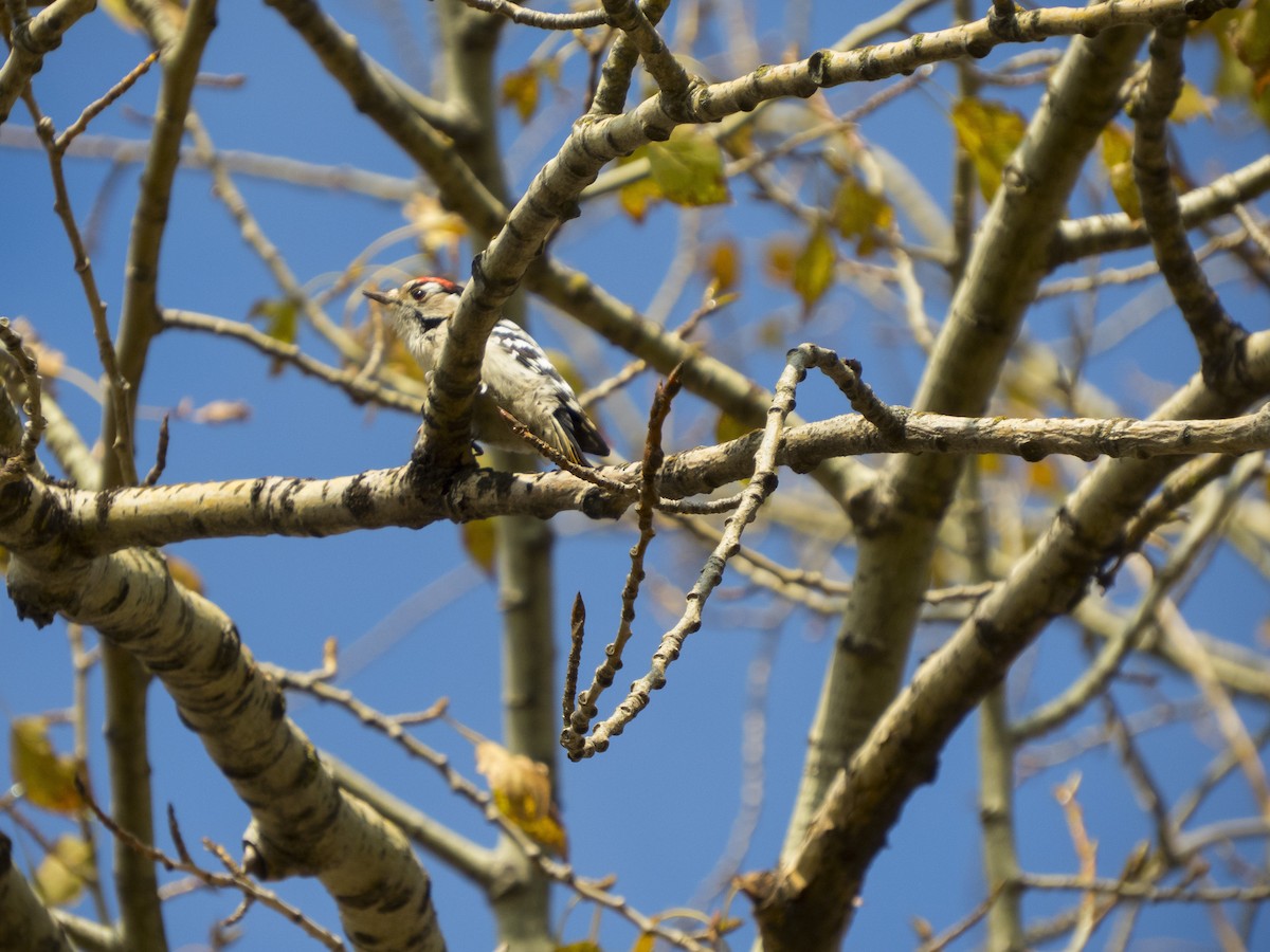 Lesser Spotted Woodpecker - ML379760461