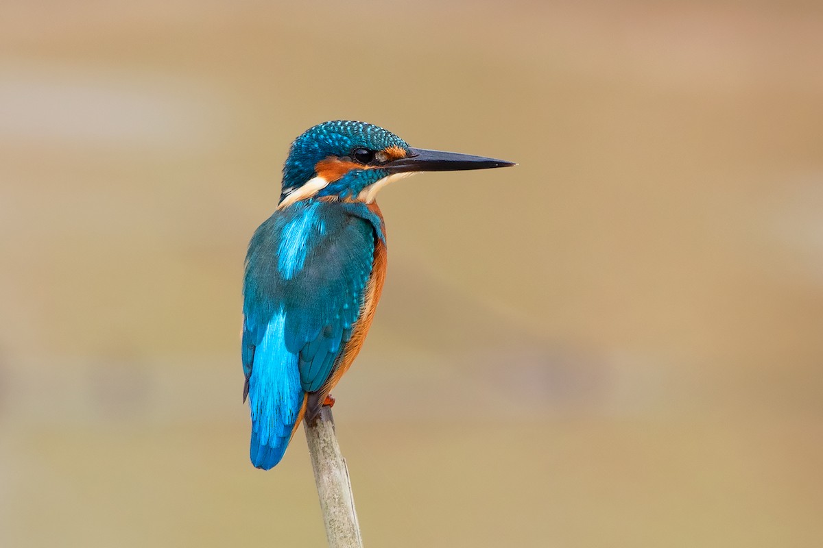 Common Kingfisher (Common) - ML379760481