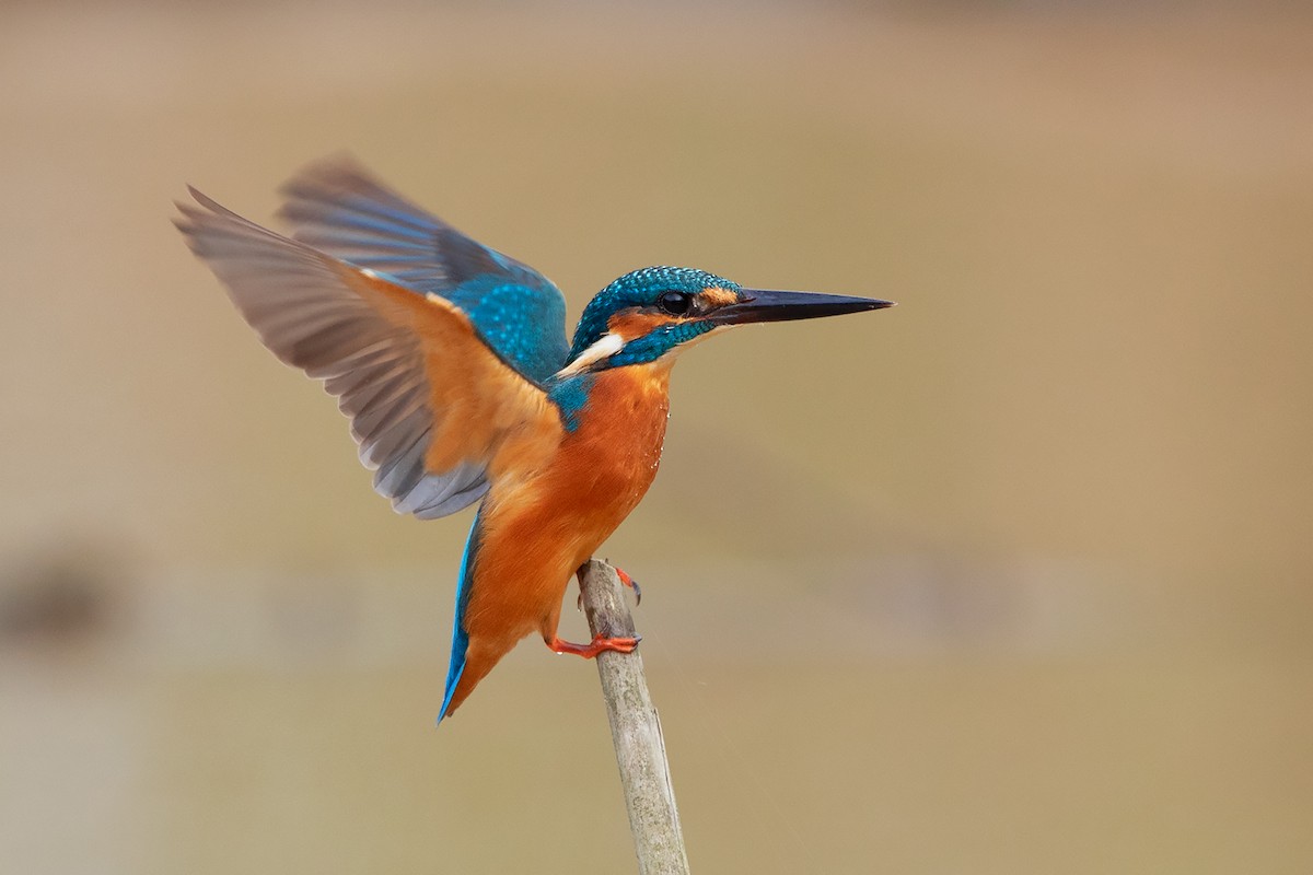 Common Kingfisher (Common) - ML379760491