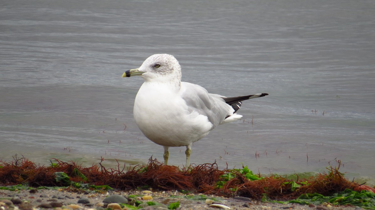 Ring-billed Gull - ML37976071