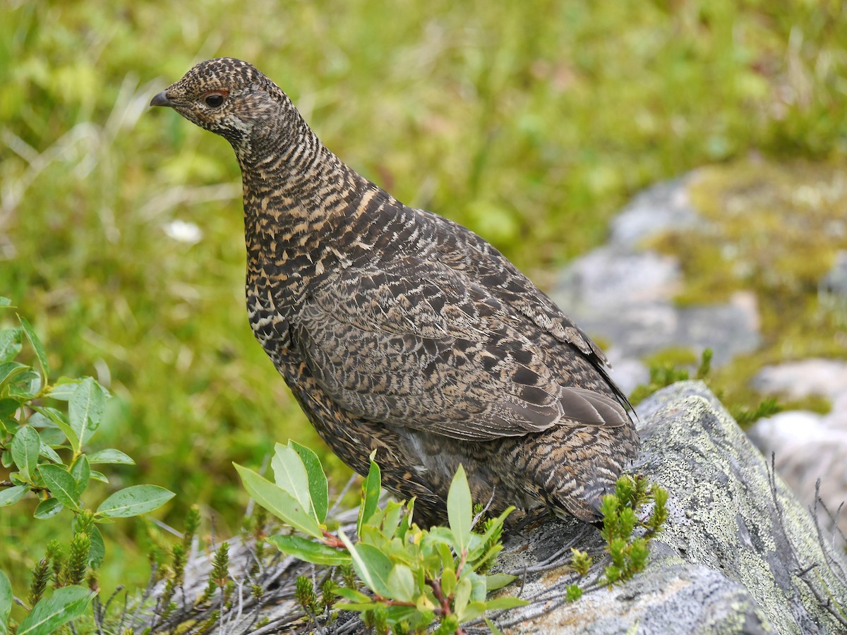 Spruce Grouse (Franklin's) - ML379762301