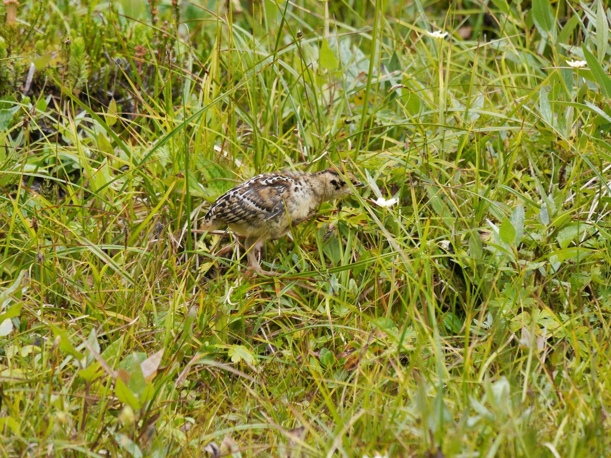 Spruce Grouse (Franklin's) - David Diller