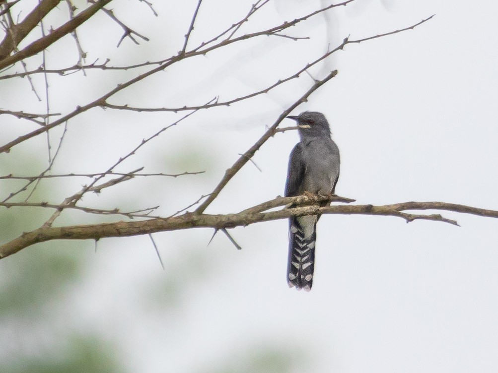 Gray-bellied Cuckoo - ML379762351