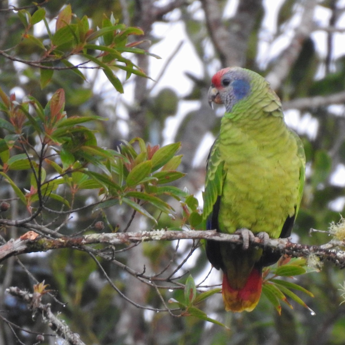 Red-tailed Parrot - ML379762611