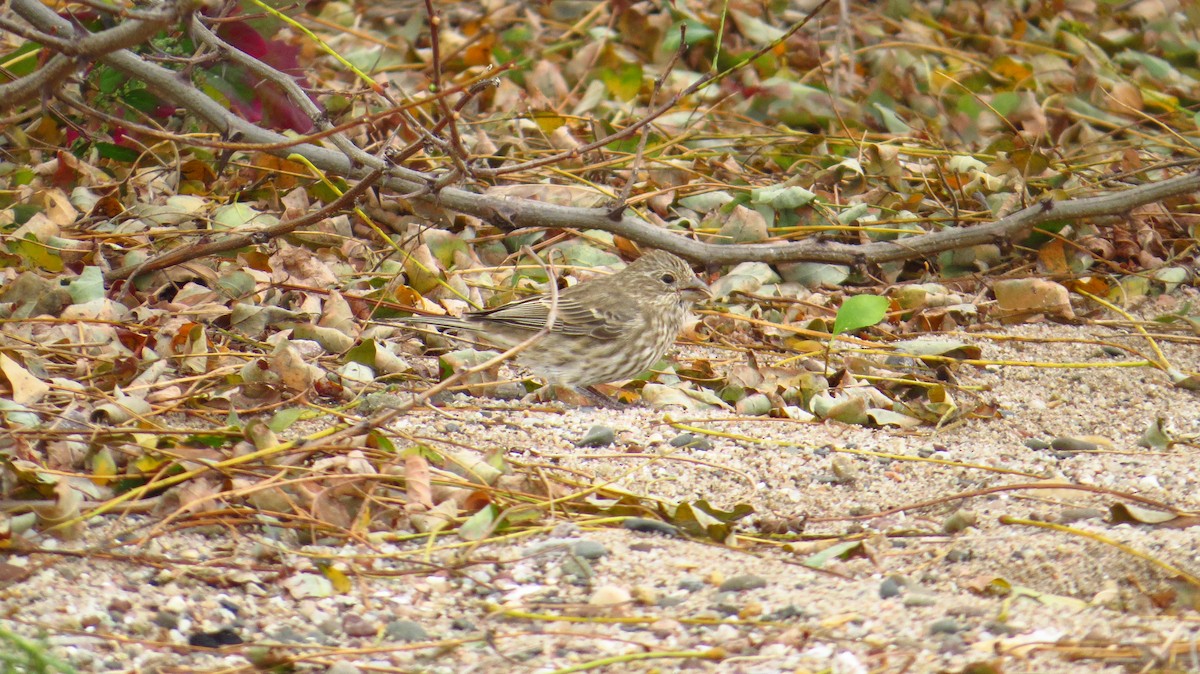 House Finch - ML37976321