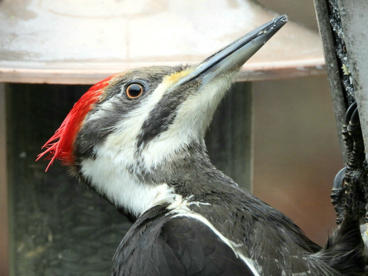 Pileated Woodpecker - ML379763331