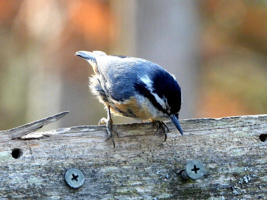 Red-breasted Nuthatch - ML379763421