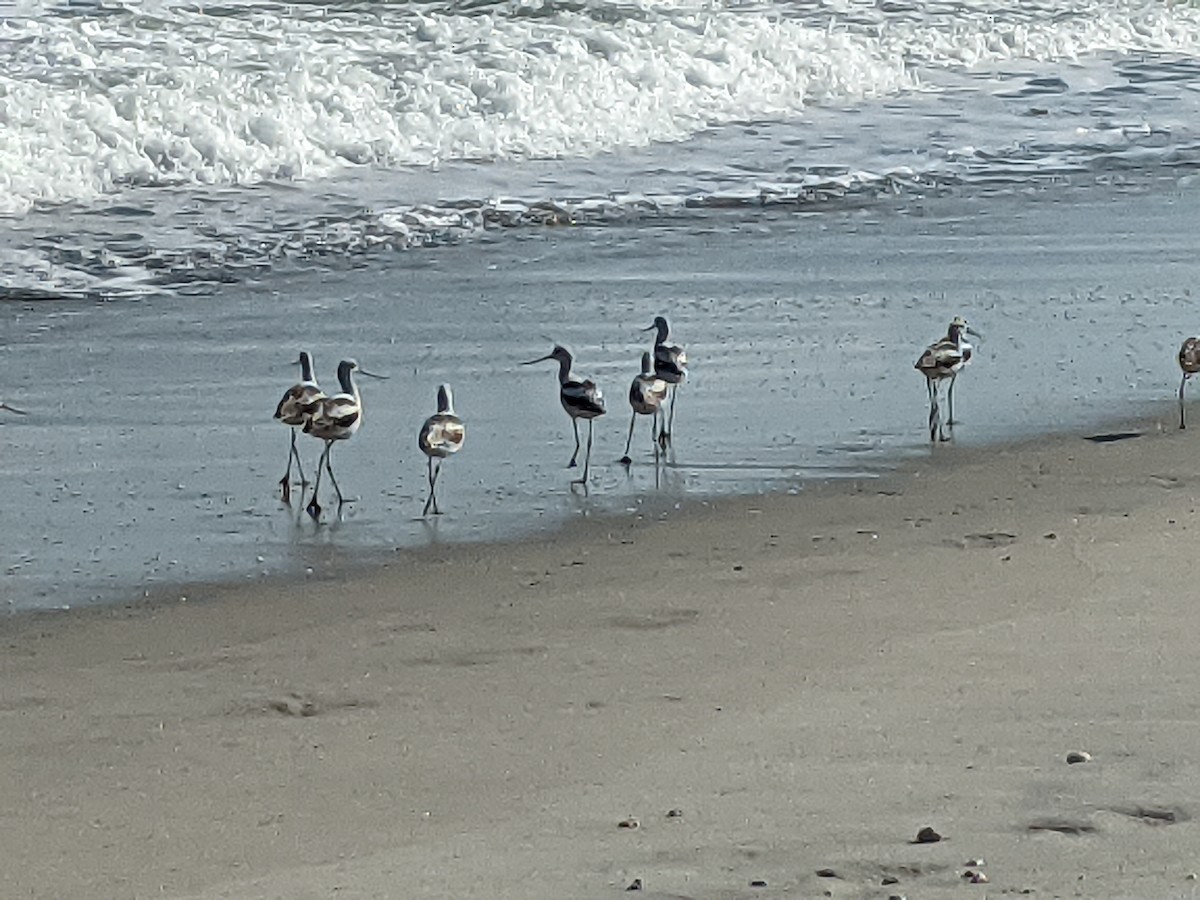 Avoceta Americana - ML379763431