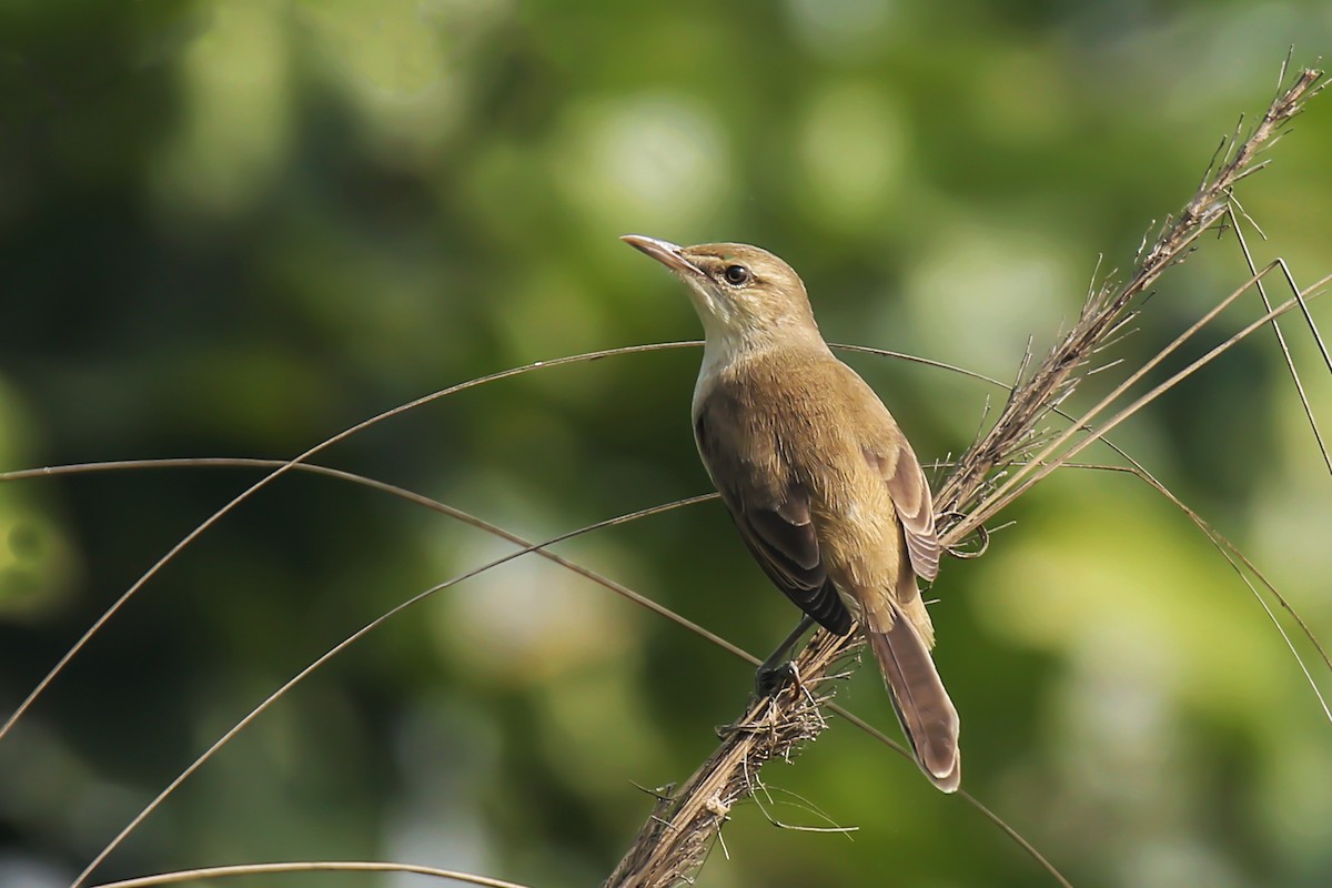 Clamorous Reed Warbler - Syed Abbas
