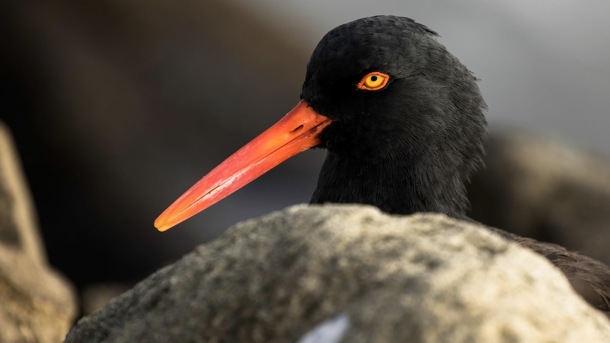 Black Oystercatcher - ML379764711