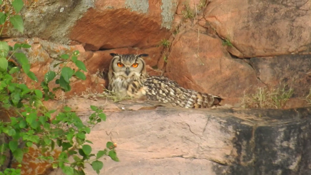 Rock Eagle-Owl - ML379765061