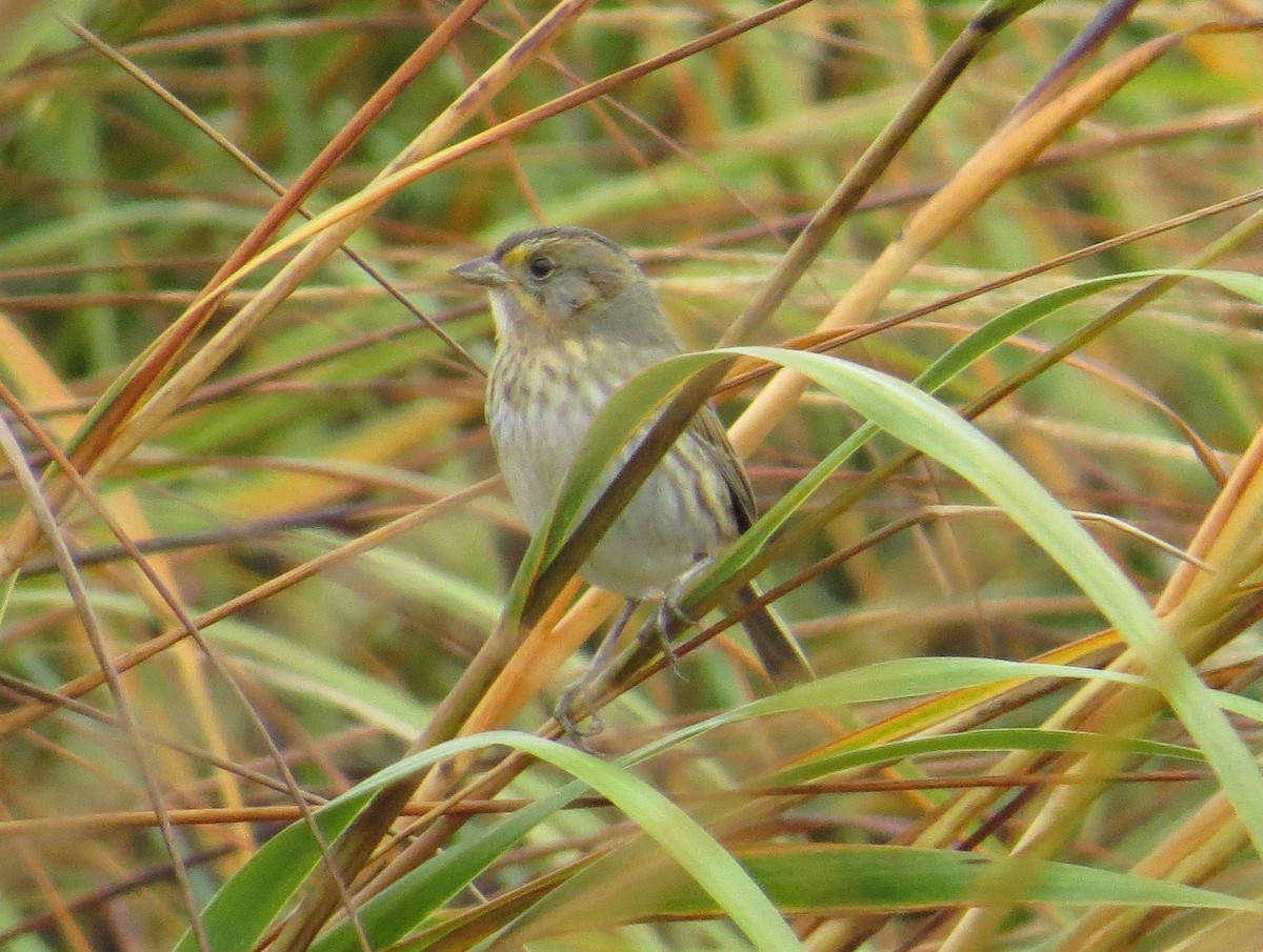 Nelson's Sparrow - ML37976541