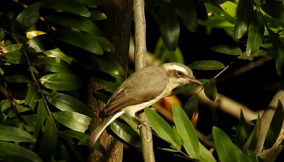 Common Woodshrike - ML379767051