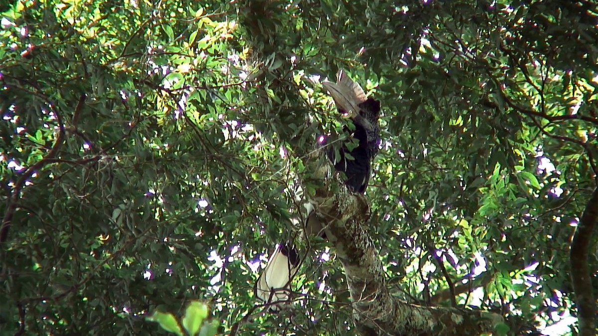 White-thighed Hornbill - ML379767061