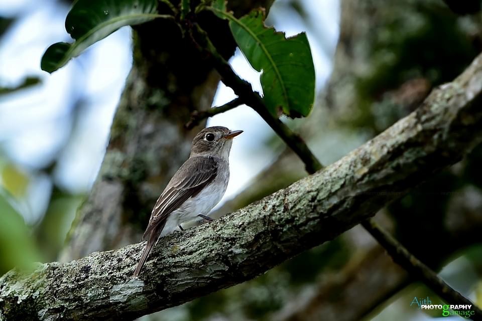 Asian Brown Flycatcher - ML379767371
