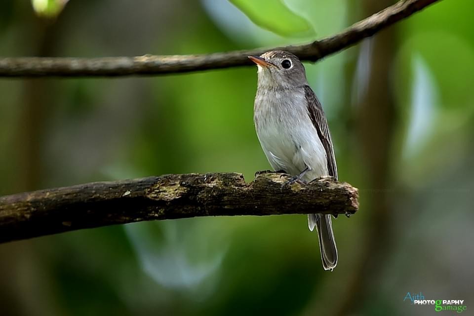 Asian Brown Flycatcher - ML379767381