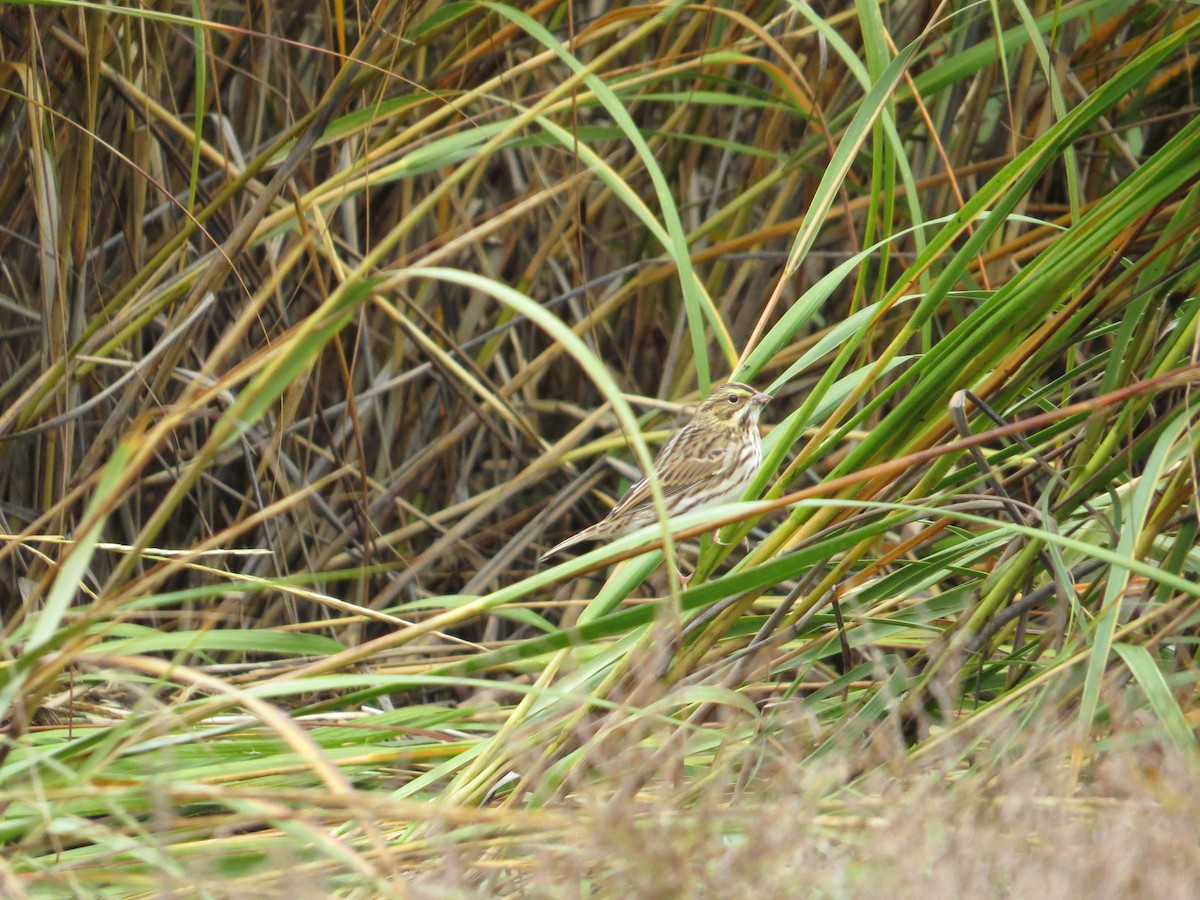 Savannah Sparrow - ML37976811