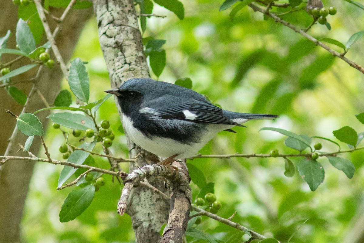 Black-throated Blue Warbler - Jim Ferrari