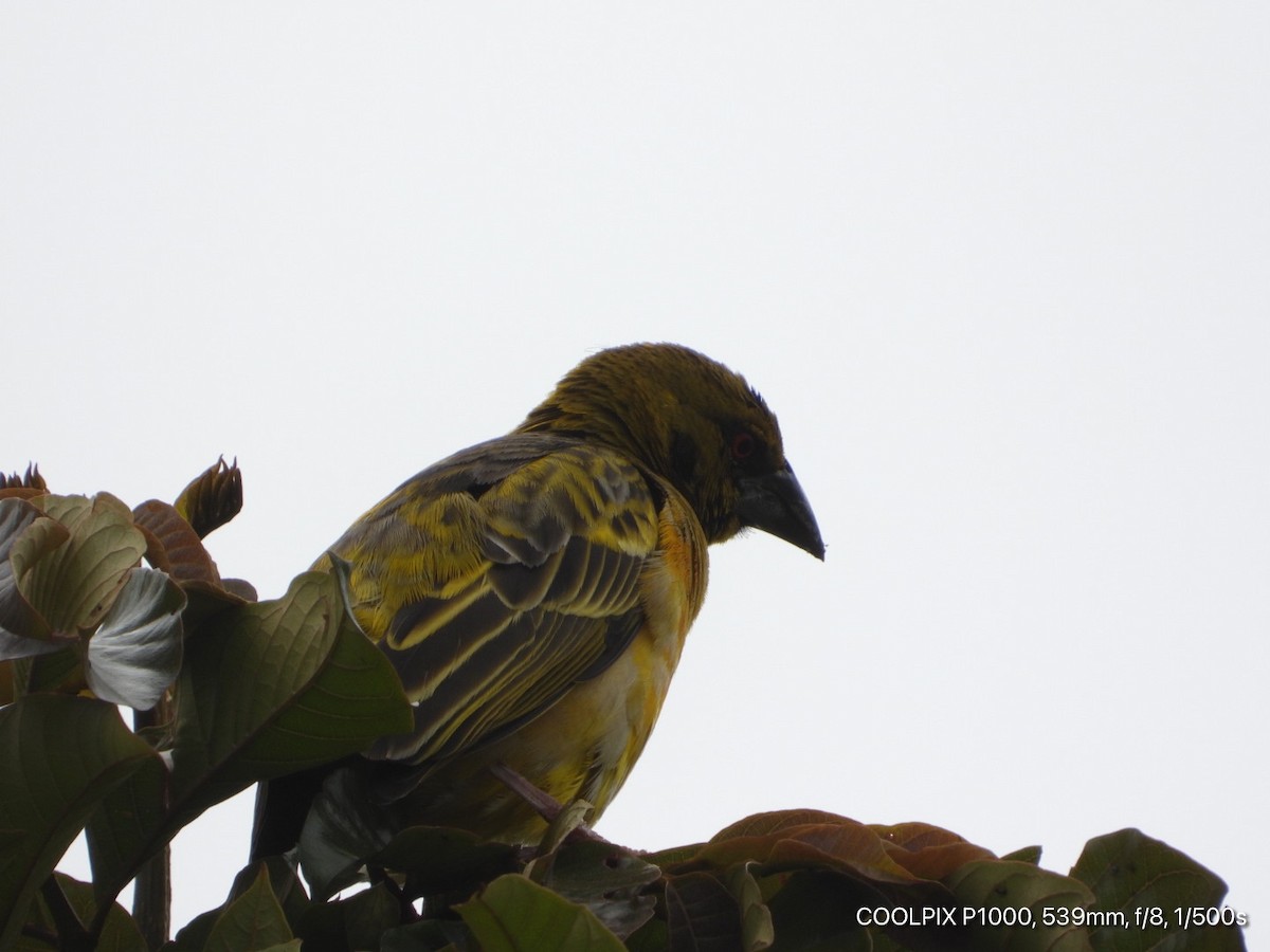 Village Weaver - ML379768841