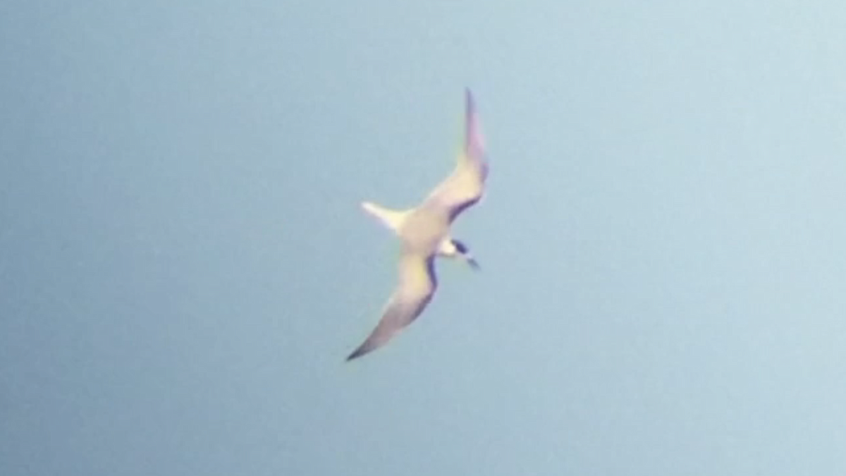 Common Tern - ML37976951