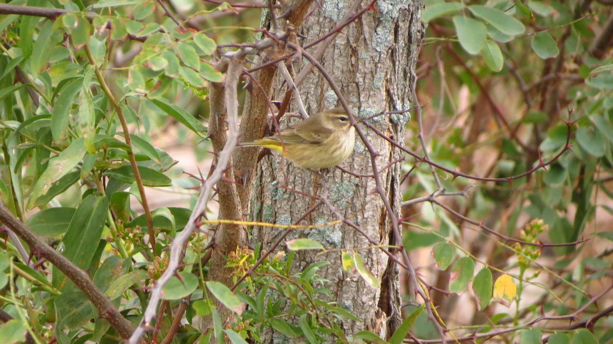 lesňáček bažinný (ssp. palmarum) - ML37977051