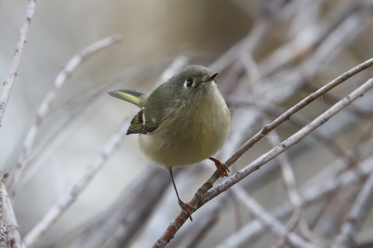 Ruby-crowned Kinglet - Adrian Lakin