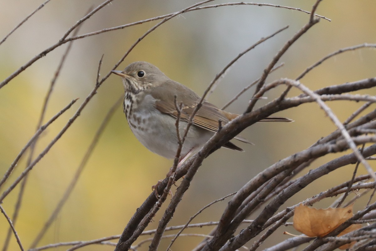 Hermit Thrush - ML379770641