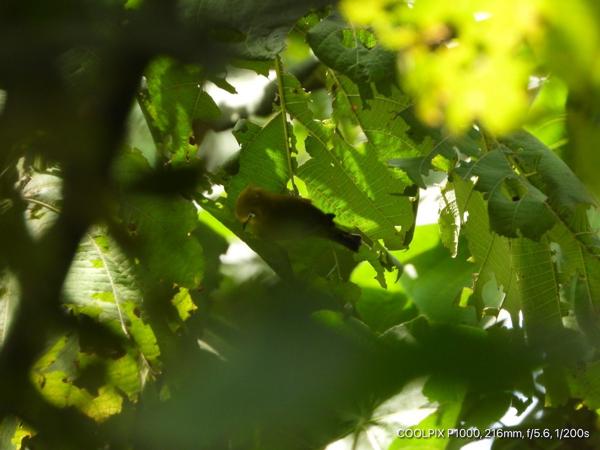 Northern Yellow White-eye - ML379770951