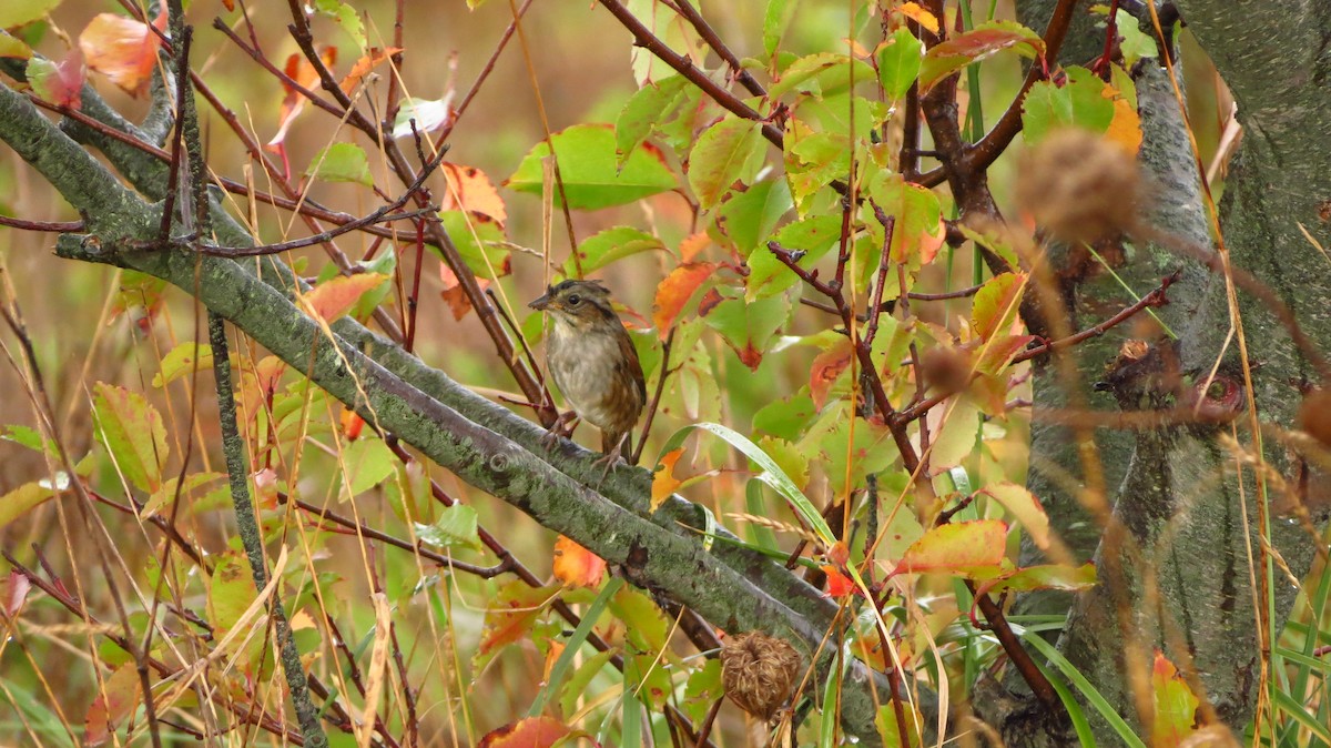 Swamp Sparrow - ML37977291