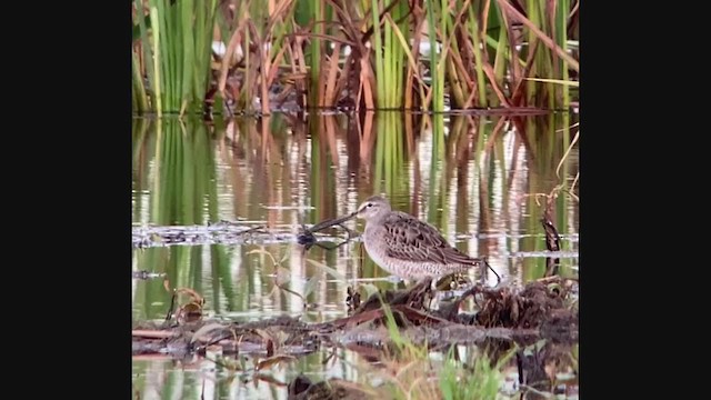 Long-billed Dowitcher - ML379773861