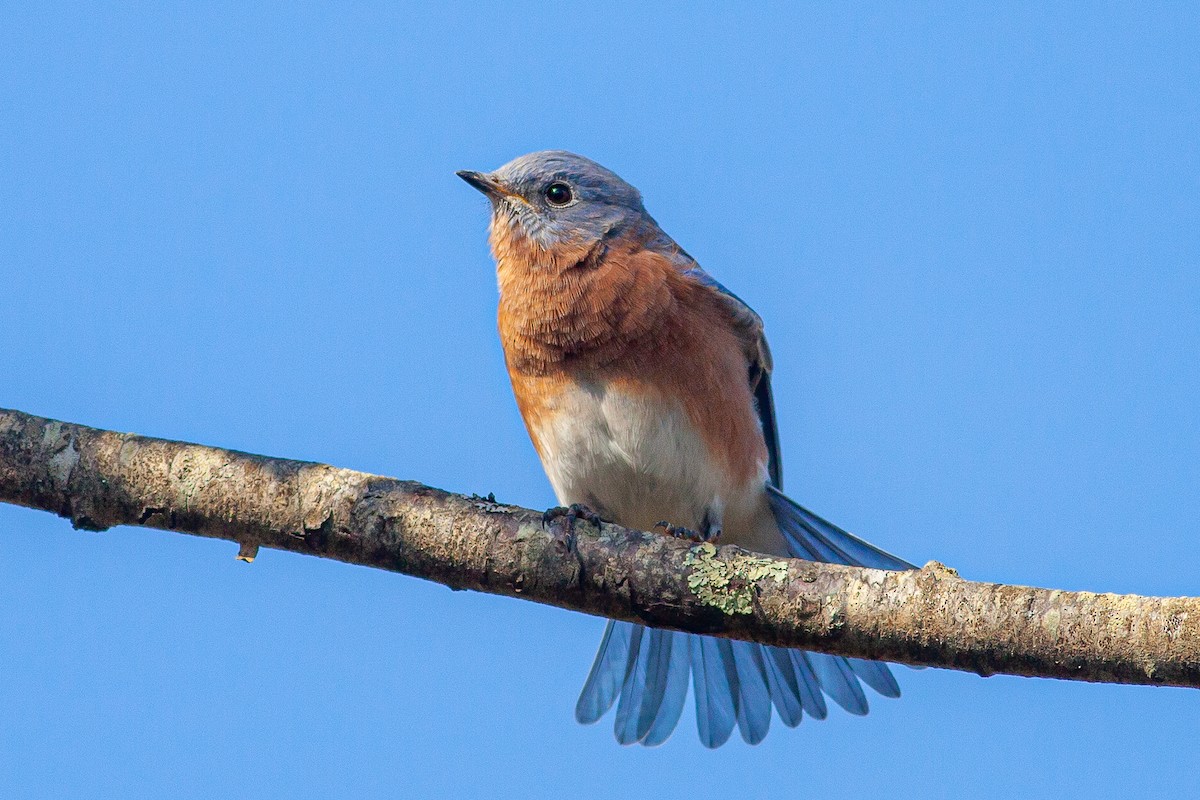 Eastern Bluebird - Tom Foley