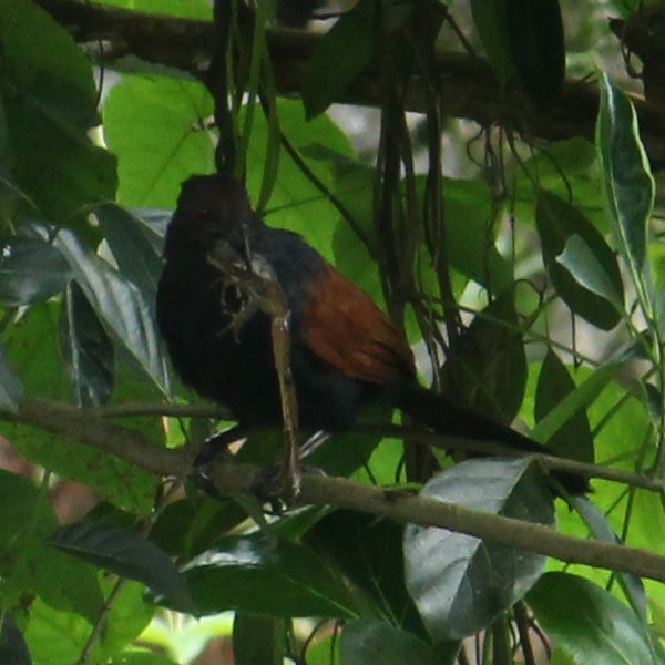 Greater Coucal - ML379776201