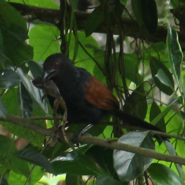 Greater Coucal - Ambady Sasi