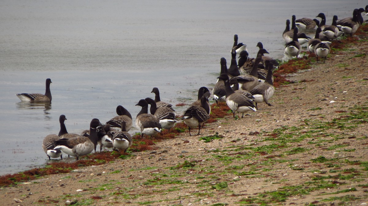 Brant - ML37977681